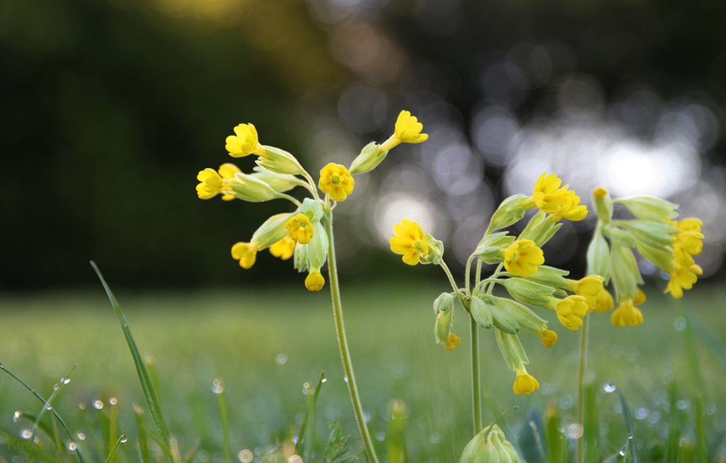 Eine Schlüsselblume