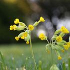 Eine Schlüsselblume