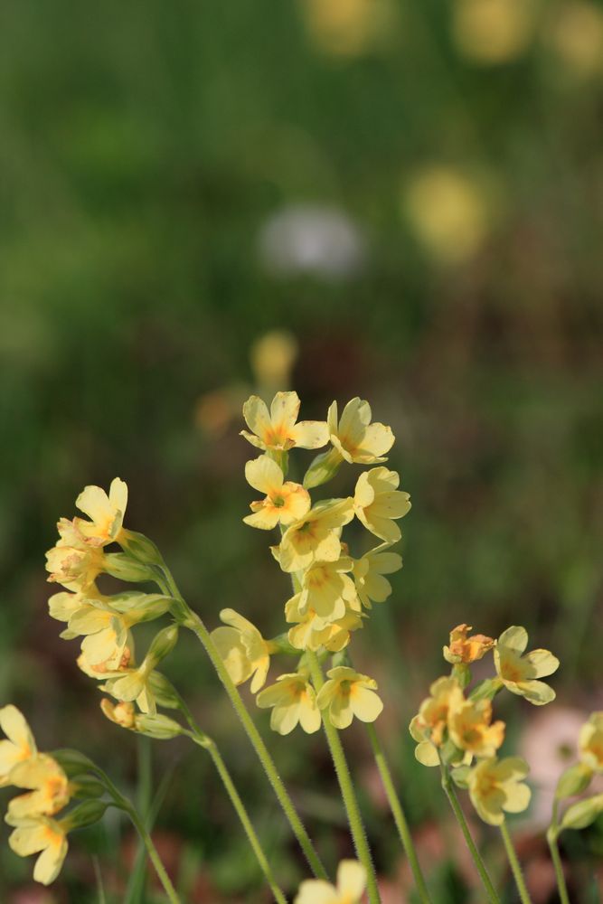 Eine Schlüsselblume in der Frühjahrssonne