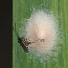 Eine Schlupfwespe legt Eier in den Kokon einer Gemeinen Streckerspinne