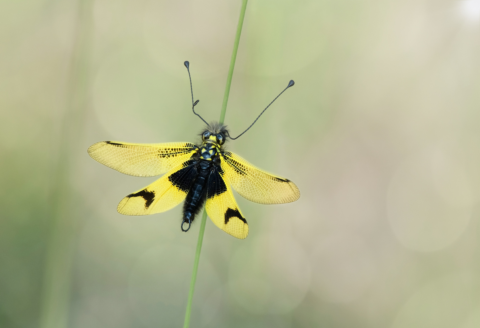 Eine Schmetterlingshafte