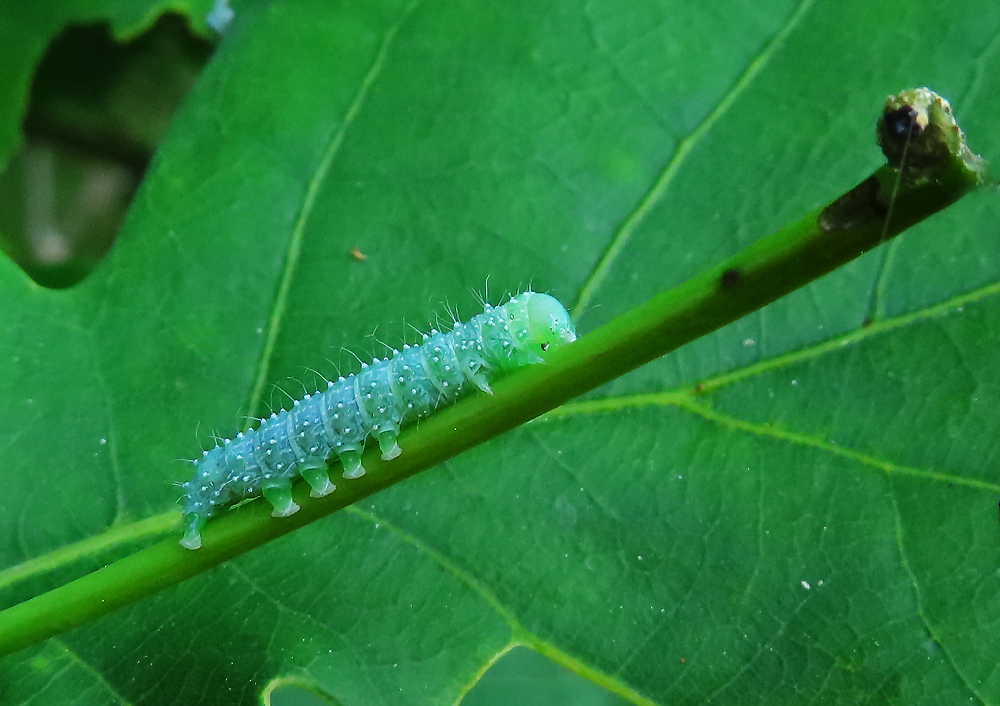 Eine Schmetterlingsraupe