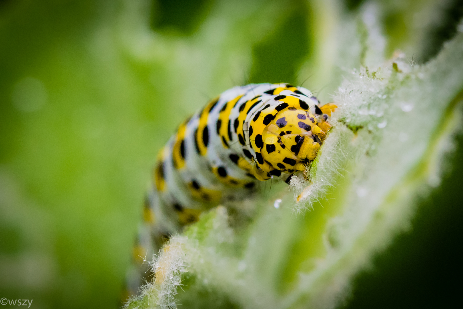 Eine Schmetterlingsraupe