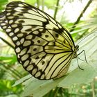 eine Schmetterlingsschönheit