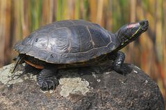 Eine Schmuckschildkröte aus den Südstaaten der USA an einem Teich in Bottrop-Eigen