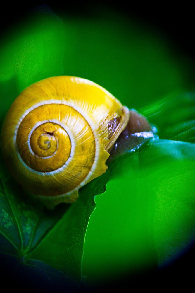 Eine Schnecke Foto & Bild | Tiere, Natur Bilder Auf Fotocommunity
