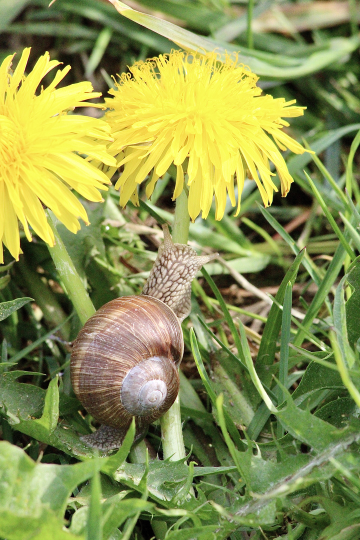 Eine Schnecke 