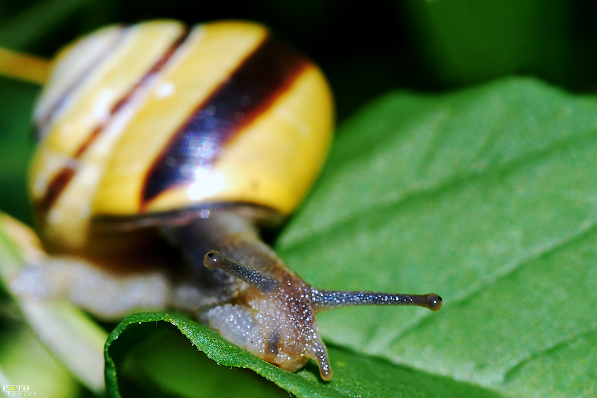 Eine Schnecke....