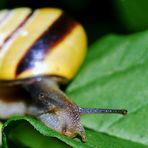 Eine Schnecke....