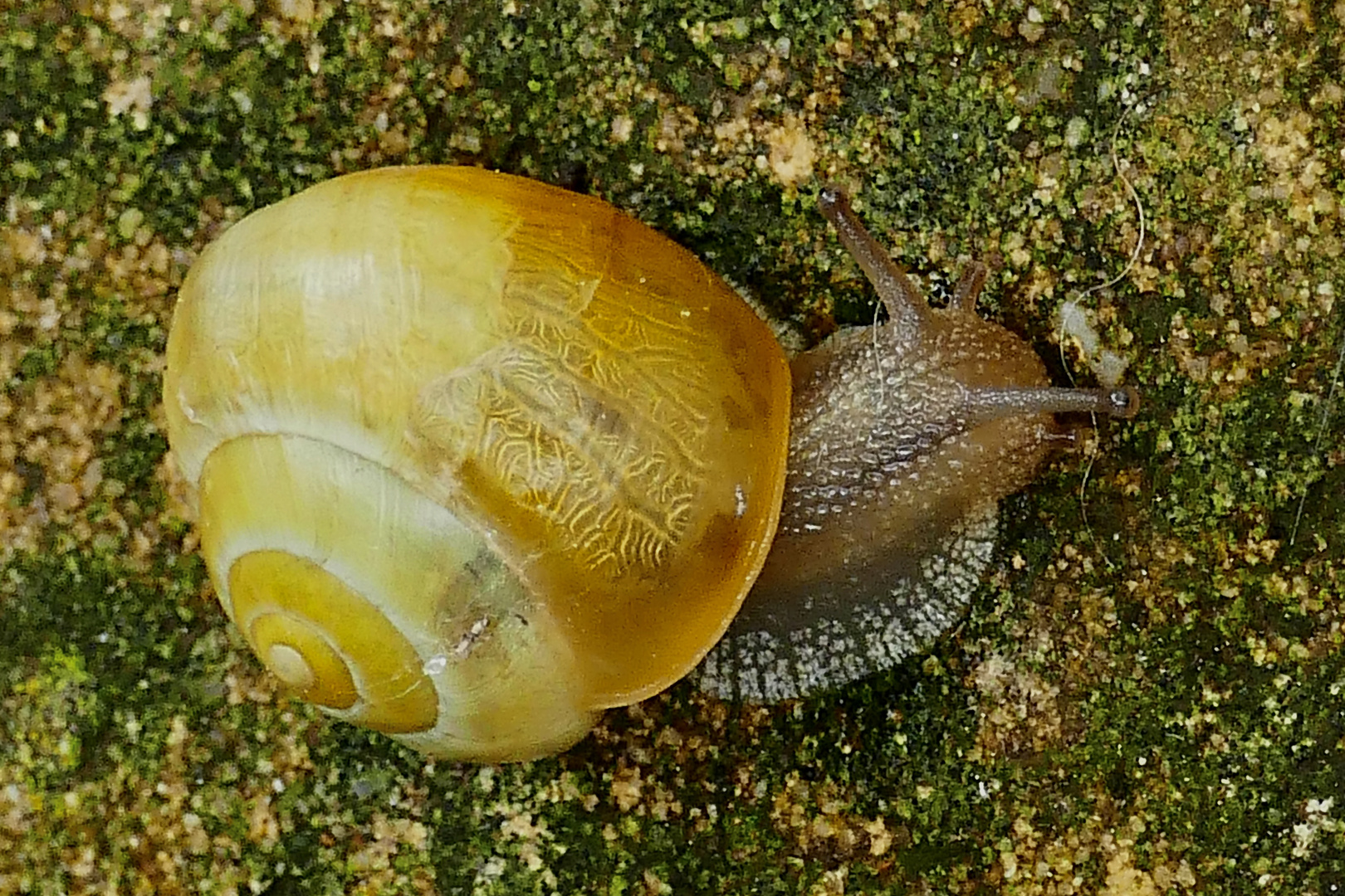 Eine Schnecke