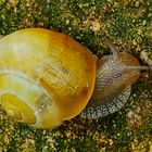 Eine Schnecke