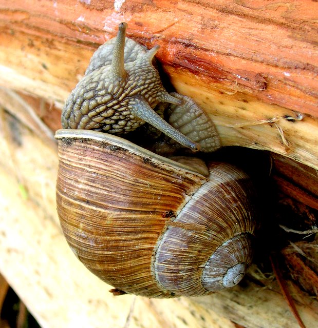 eine Schnecke