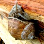 eine Schnecke