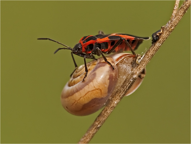 Eine Schnecke als Landeplatz ..