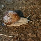 Eine Schnecke am Waldrand