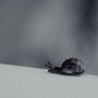 Eine Schnecke auf dem Weg nach oben