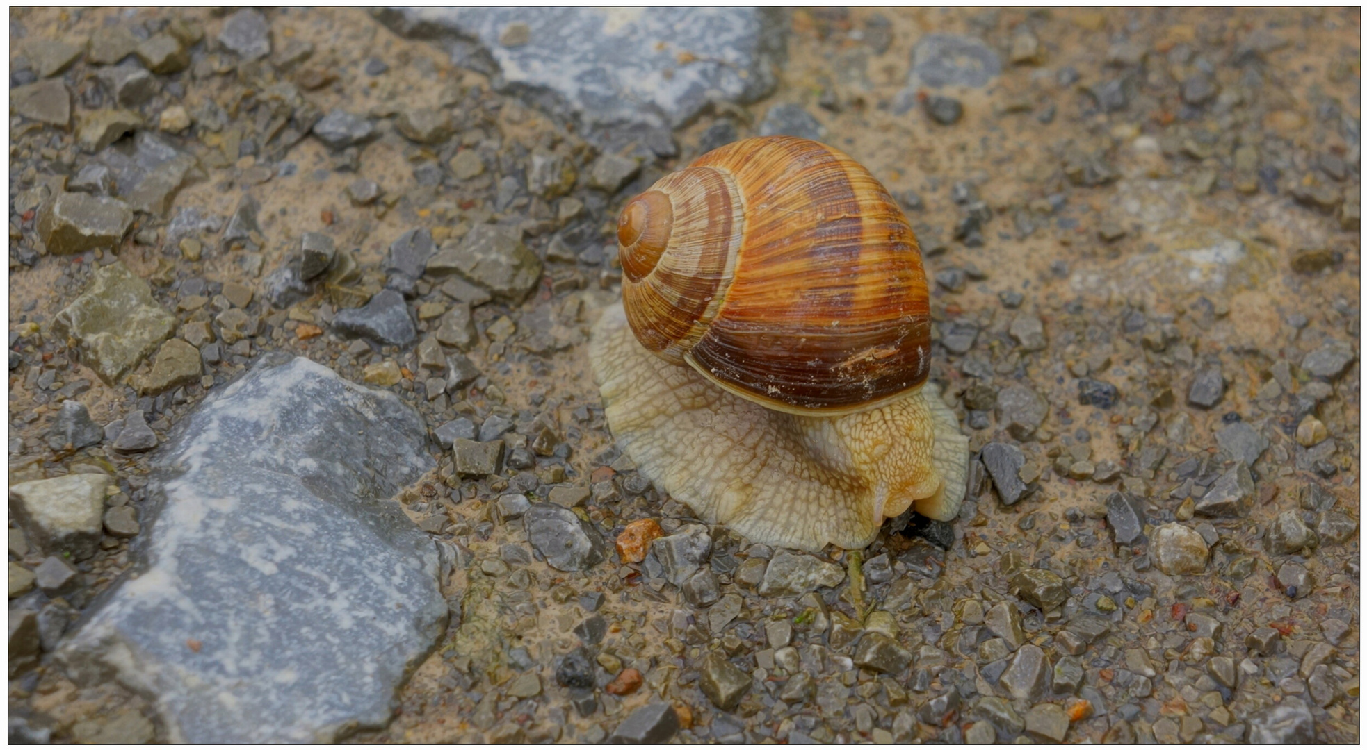 Eine Schnecke auf dem Weg (un caracol en el camino)