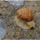 Eine Schnecke auf dem Weg (un caracol en el camino)