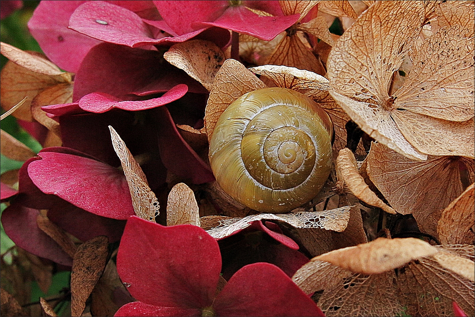 eine Schnecke auf einer Hortensienblüte im Oktober