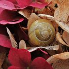 eine Schnecke auf einer Hortensienblüte im Oktober