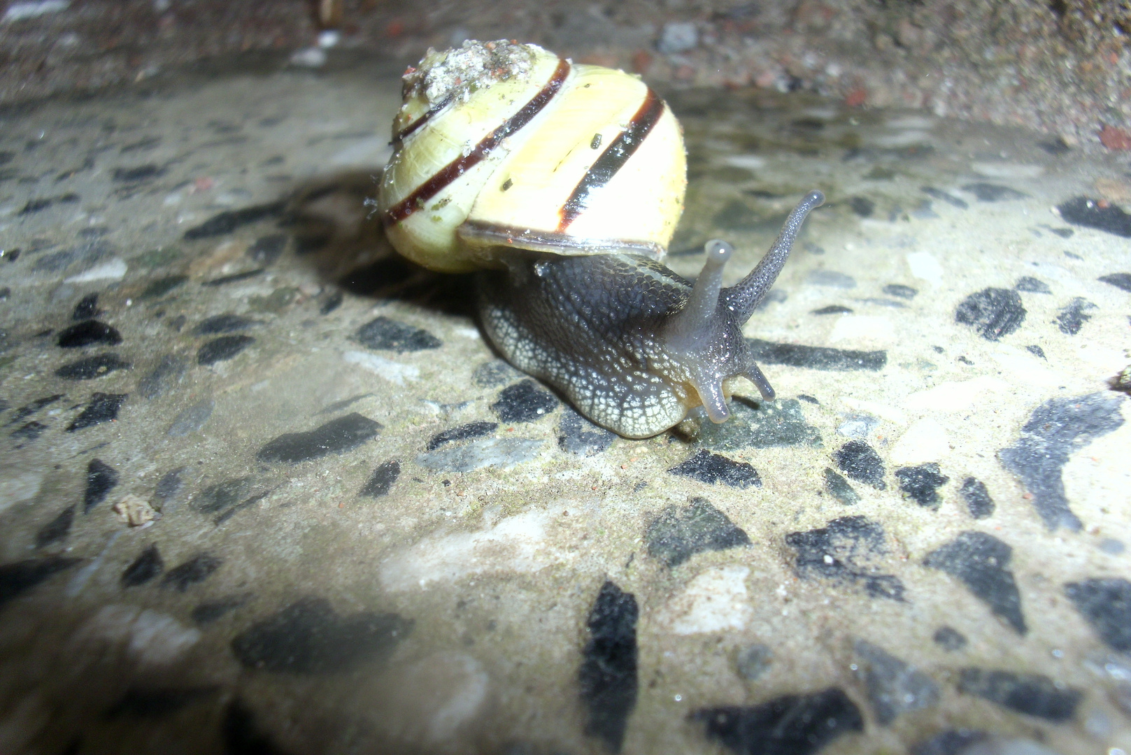 Eine Schnecke auf meiner Treppe