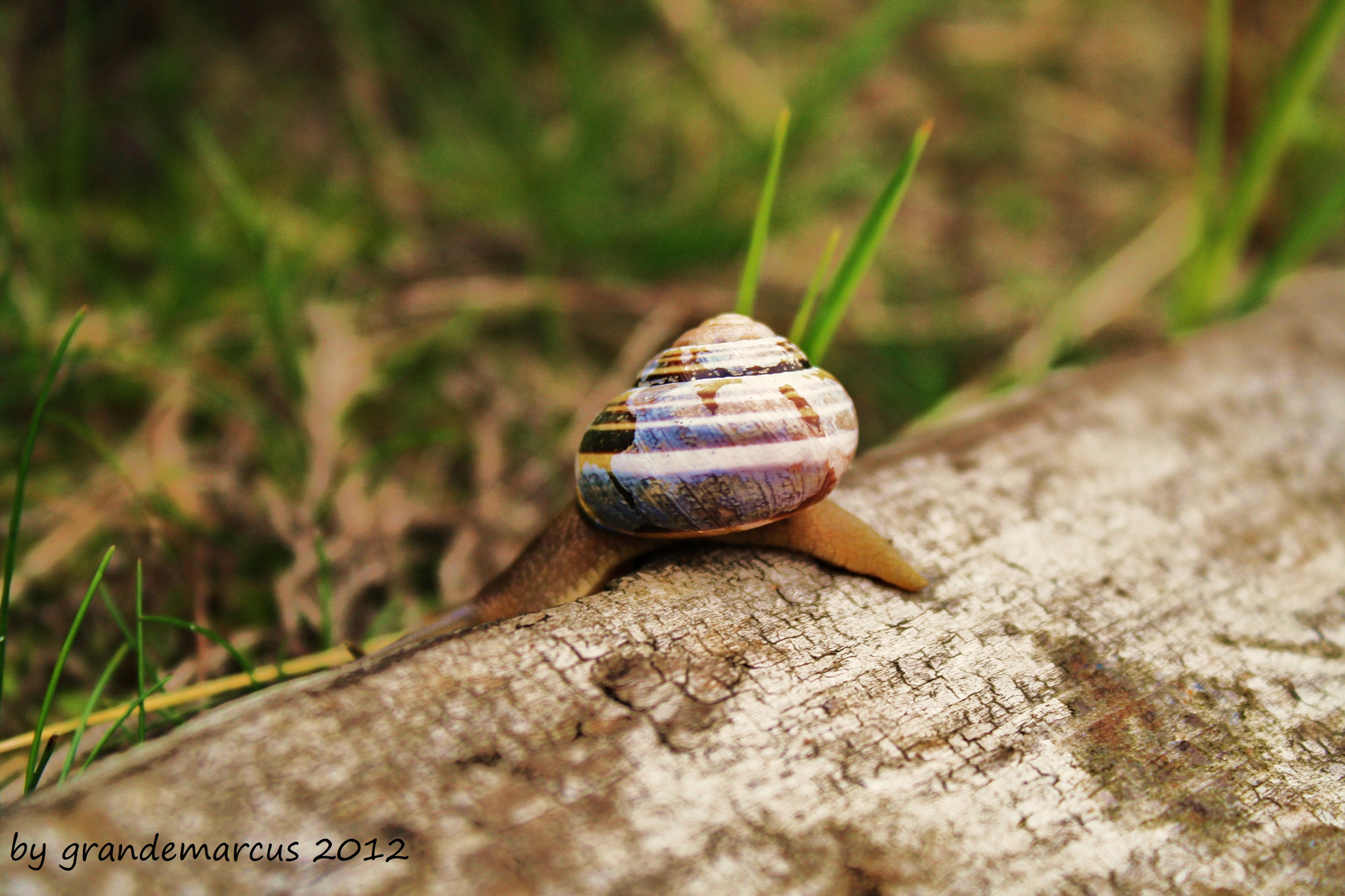 eine Schnecke auf Reisen