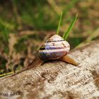 eine Schnecke auf Reisen