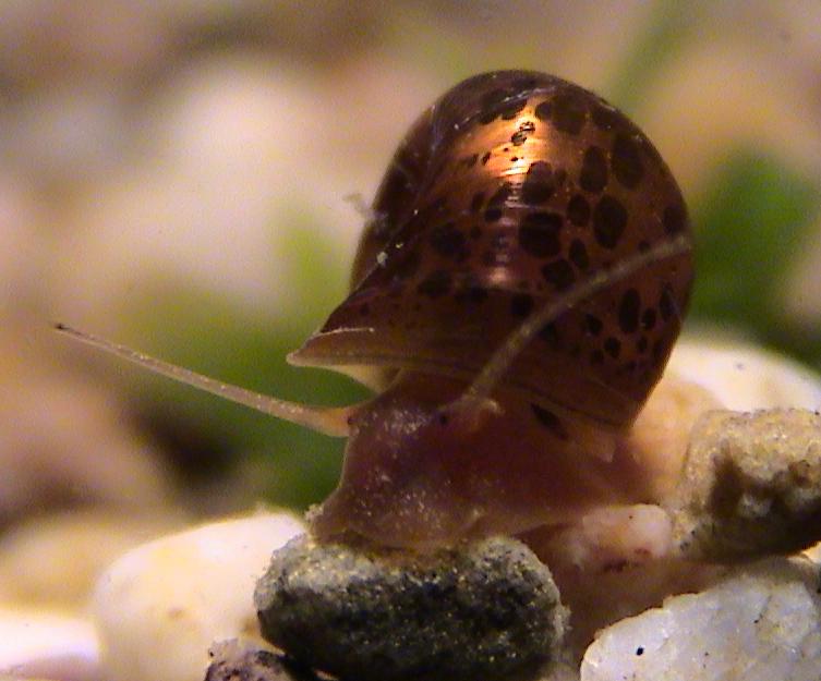 Eine Schnecke auf Wanderschaft ;)