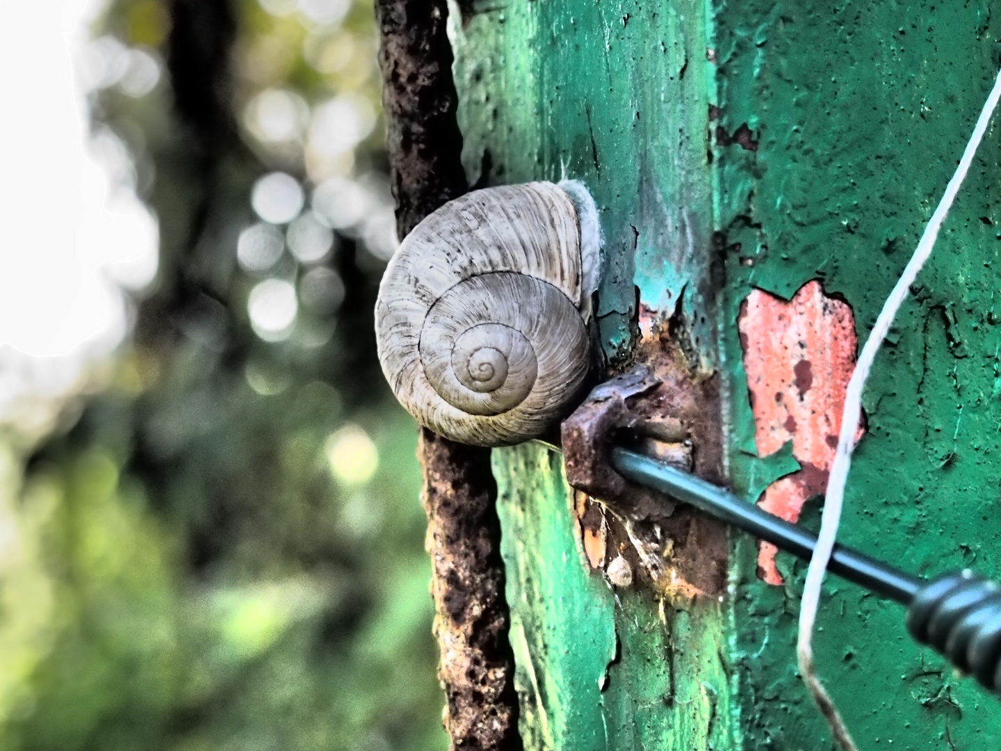 Eine Schnecke