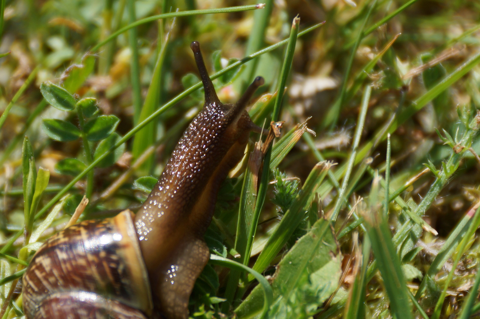 Eine Schnecke beim "Essenfassen"