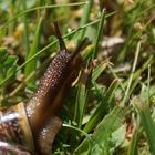 Eine Schnecke beim "Essenfassen"