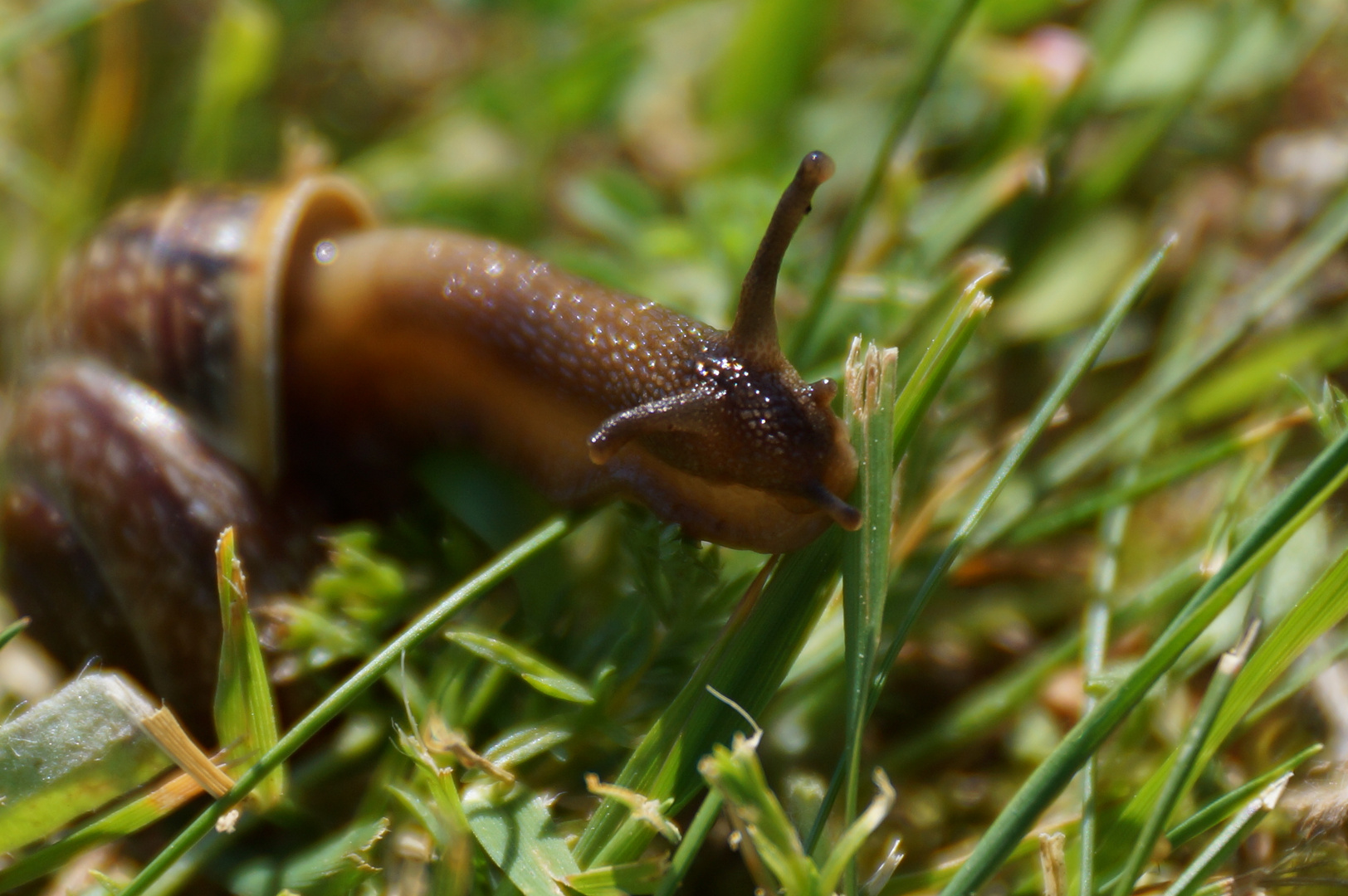 Eine Schnecke beim "Essenfassen" II