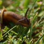 Eine Schnecke beim "Essenfassen" II