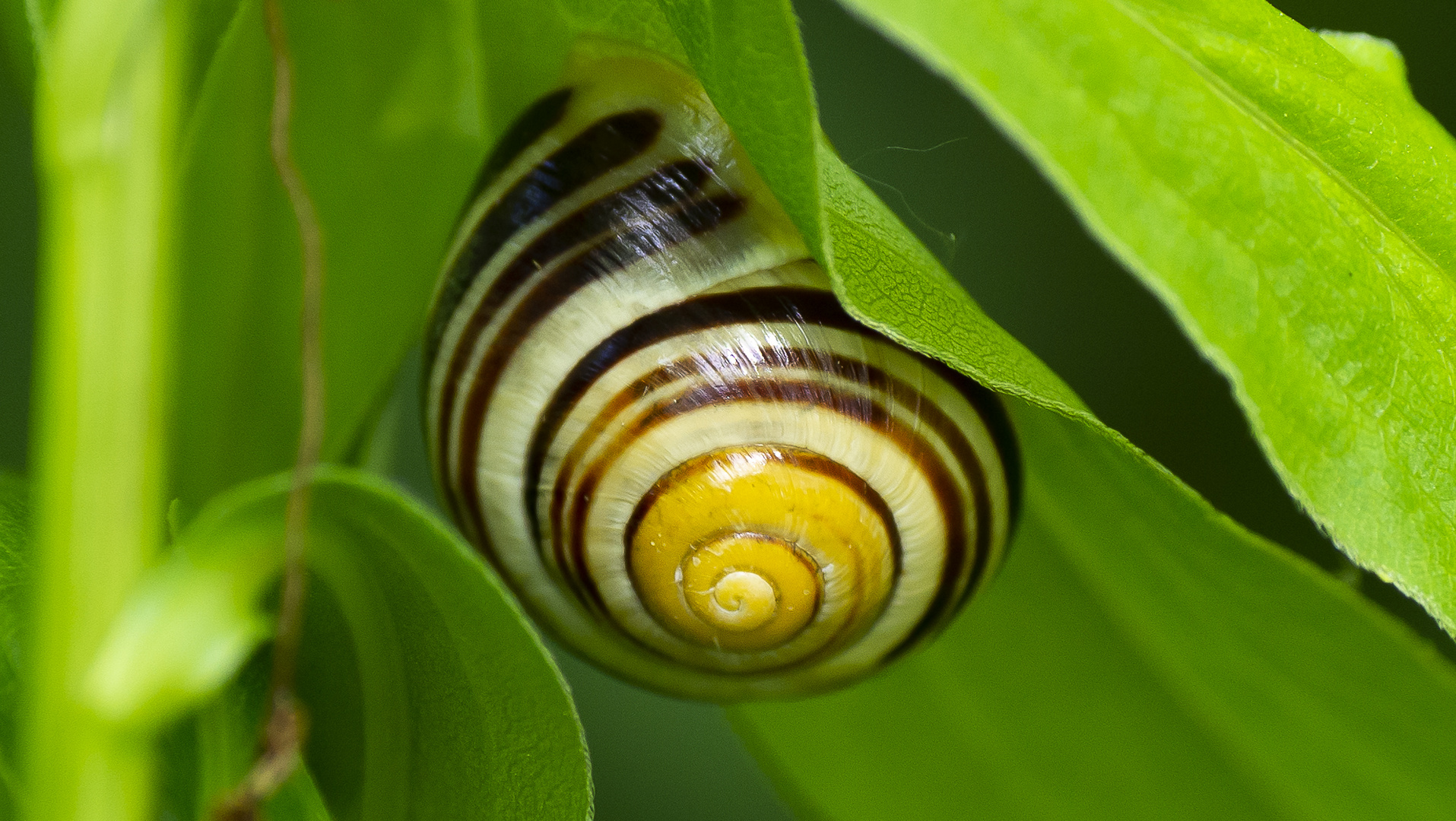 eine Schnecke