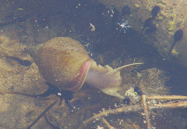 Eine Schnecke für Hawi