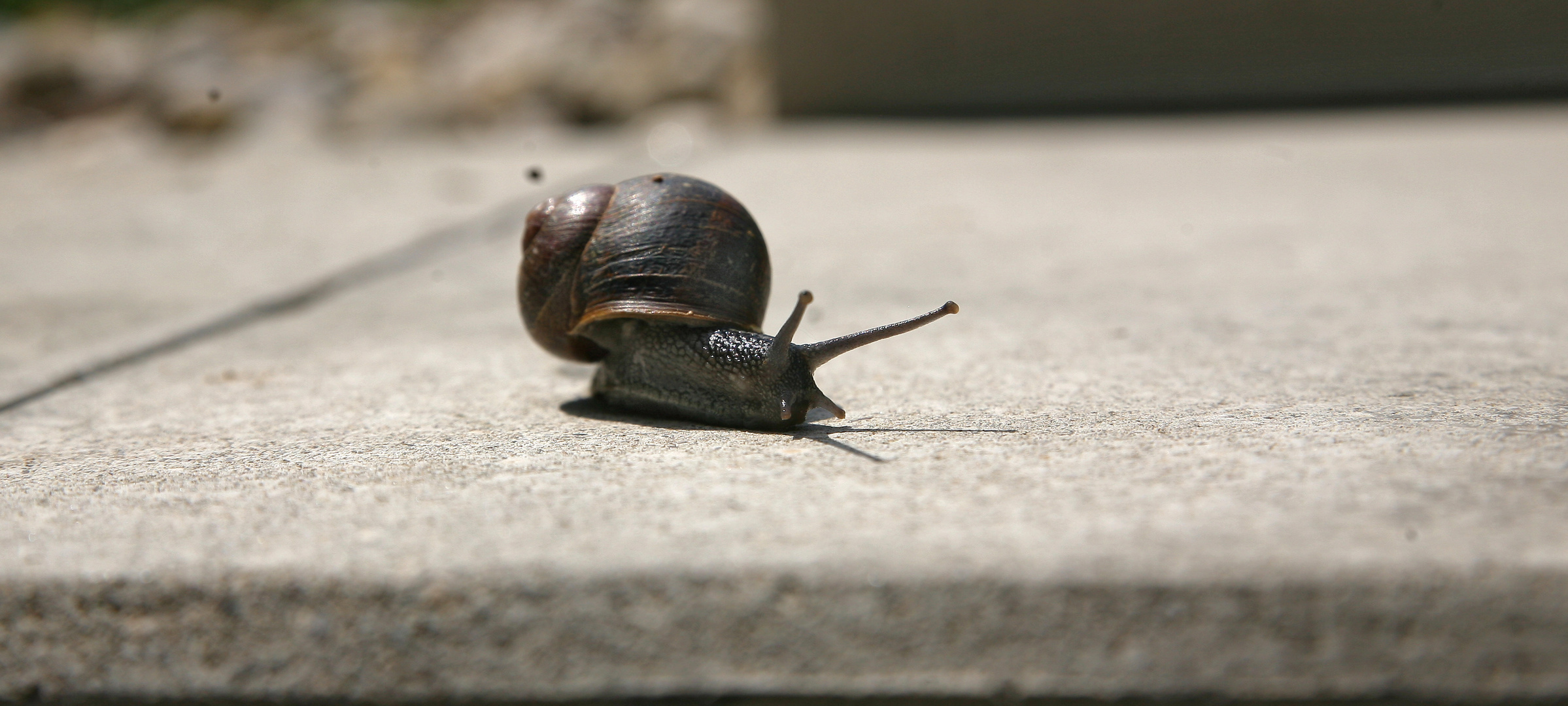  Eine Schnecke ganz Groß