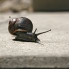  Eine Schnecke ganz Groß