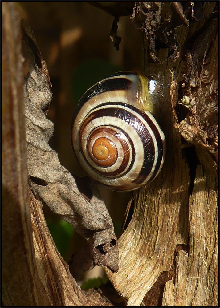 Eine Schnecke genießt ... 