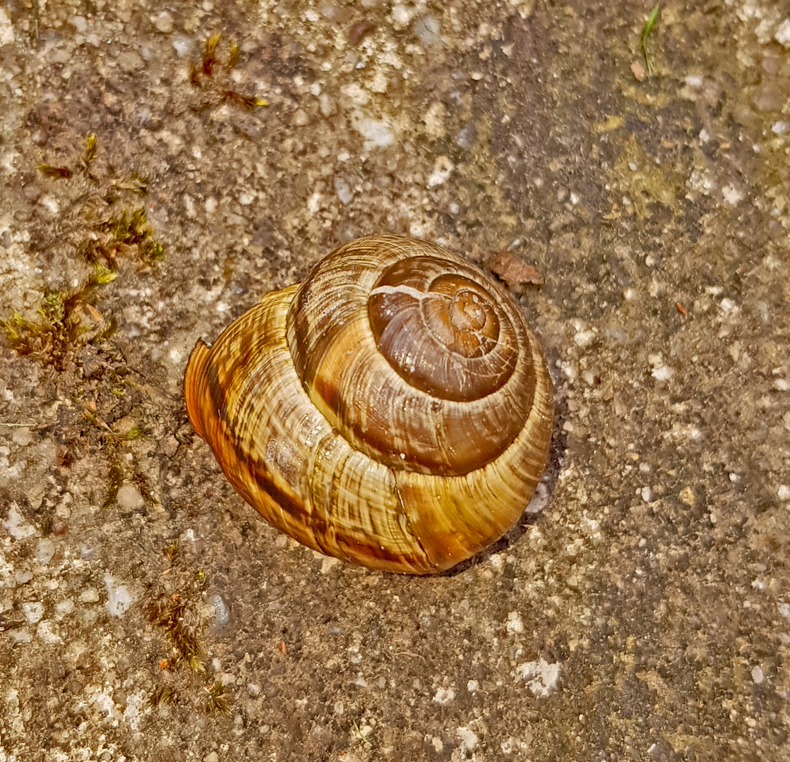 Eine Schnecke im Haus