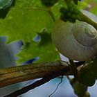 Eine Schnecke im Wein