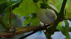 Eine Schnecke im Wein