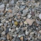 Eine Schnecke in vielen Steinen