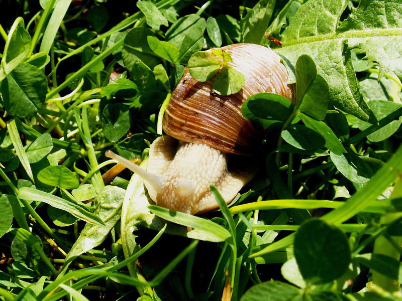 Eine Schnecke kam des Weges