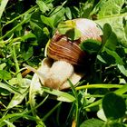 Eine Schnecke kam des Weges