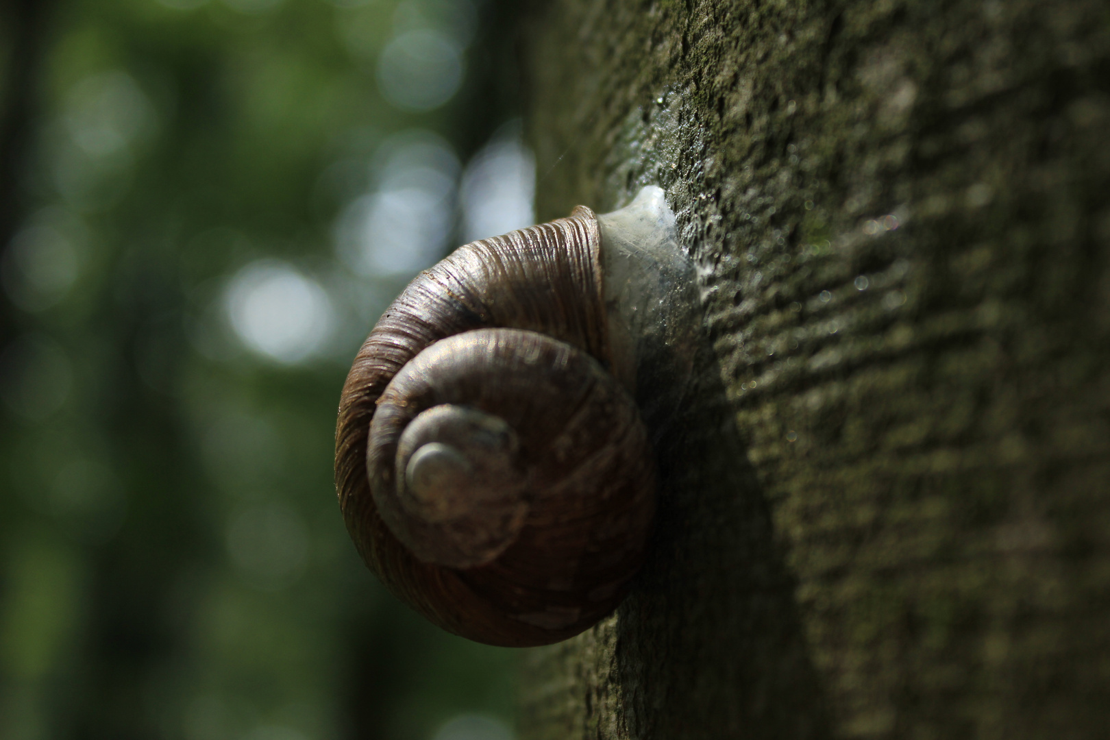 Eine Schnecke klebt im Walde