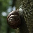 Eine Schnecke klebt im Walde