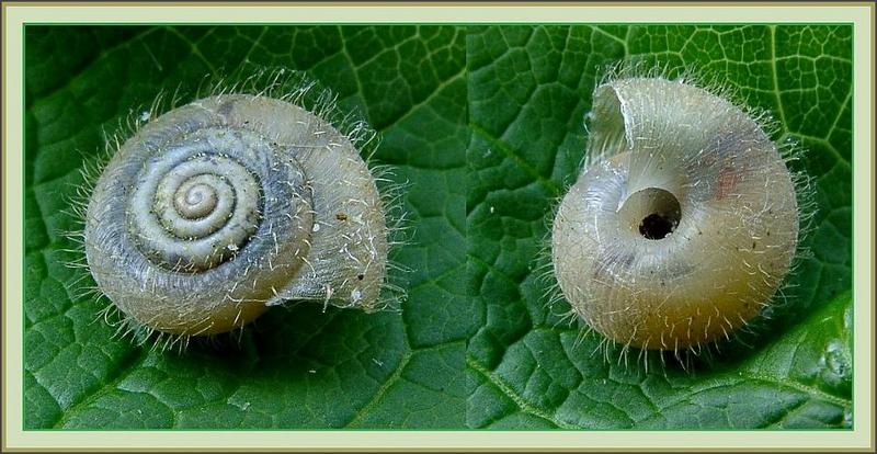 Eine Schnecke mit Haaren