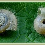 Eine Schnecke mit Haaren