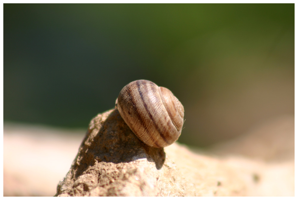 eine schnecke namens...