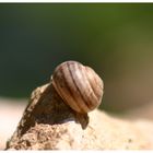 eine schnecke namens...